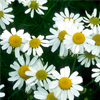 Chamomile extract - Psoryden Composition
